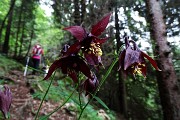 19 Aquilegia alla macro